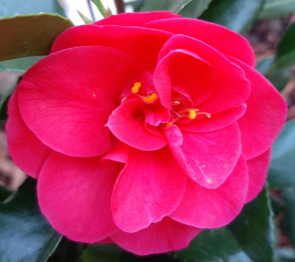 Maison Longere Les Camelias Vinneuf Bagian luar foto